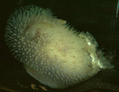 Sivun Acanthodoris pilosa (Abildgaard) kuva