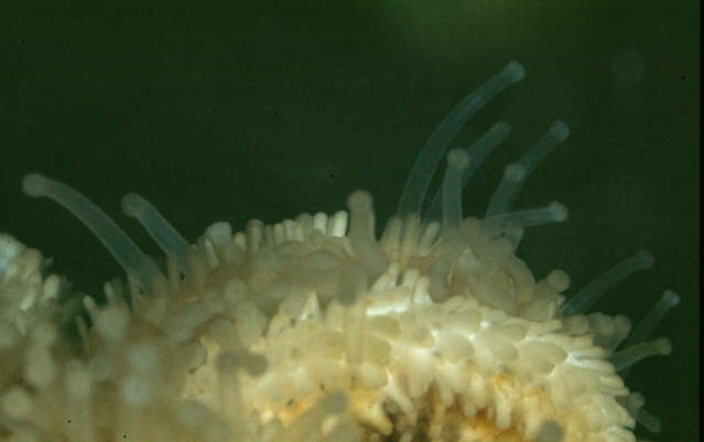 Image of Common sea star