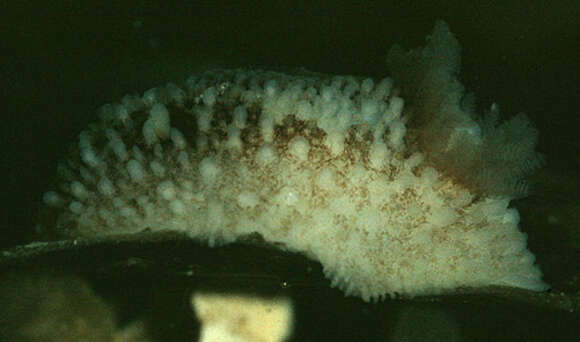 Image of barnacle-eating onchidoris