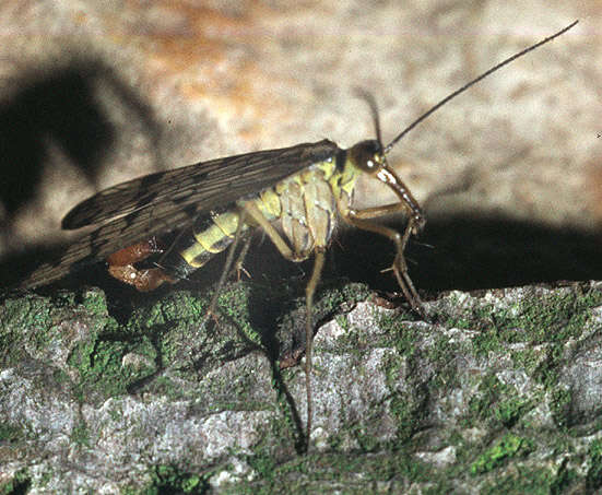 Image of Panorpa germanica Linnaeus 1758