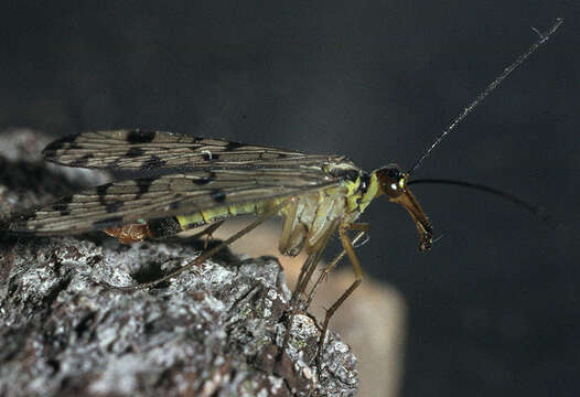 Image of Panorpa germanica Linnaeus 1758