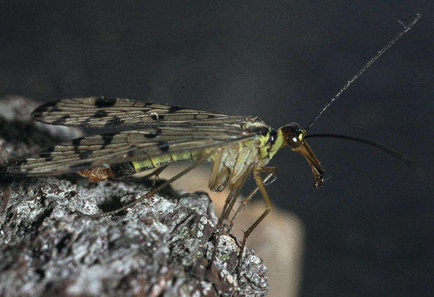 Image of Panorpa germanica Linnaeus 1758