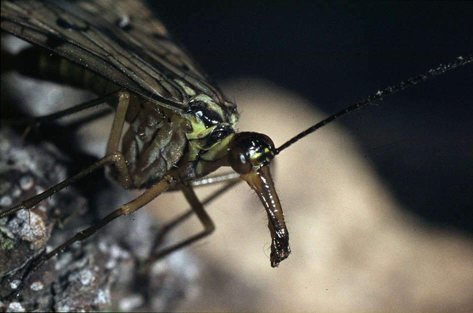 Image of Panorpa germanica Linnaeus 1758