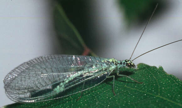 Image of Green lacewing