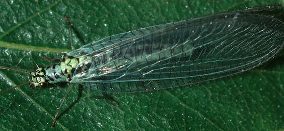 Image of Green lacewing