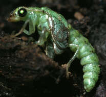 Image of Cunctochrysa albolineata (Killington 1935)