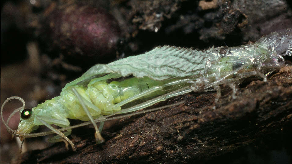 Image of Cunctochrysa albolineata (Killington 1935)