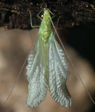 Image of Cunctochrysa albolineata (Killington 1935)