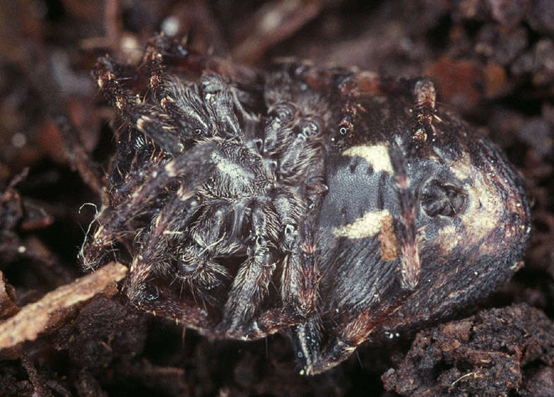 Image of Walnut Orb-Weaver Spider