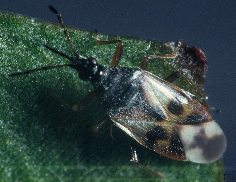 Image of Common flowerbug