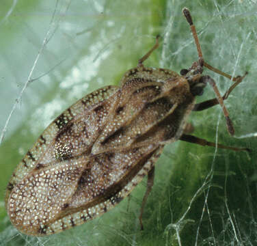 Image of spear thistle lacebug