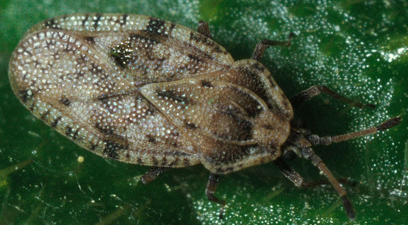 Image of spear thistle lacebug