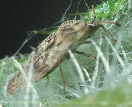 Image of spear thistle lacebug