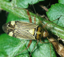 Image of Striped Oak Bug
