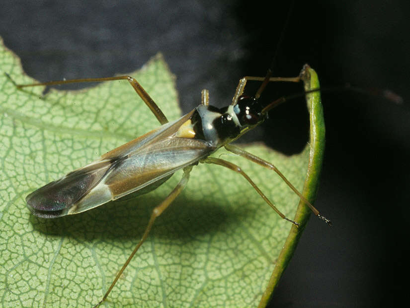 Cyllecoris resmi