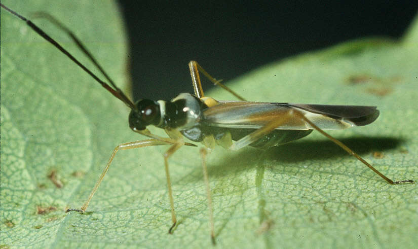 Cyllecoris resmi