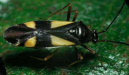 Image of Grass Bug