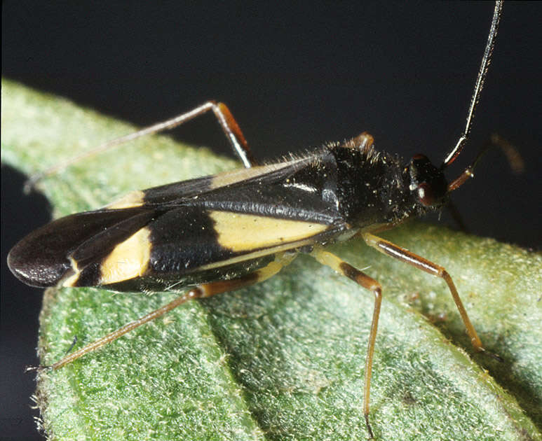 Image of Grass Bug