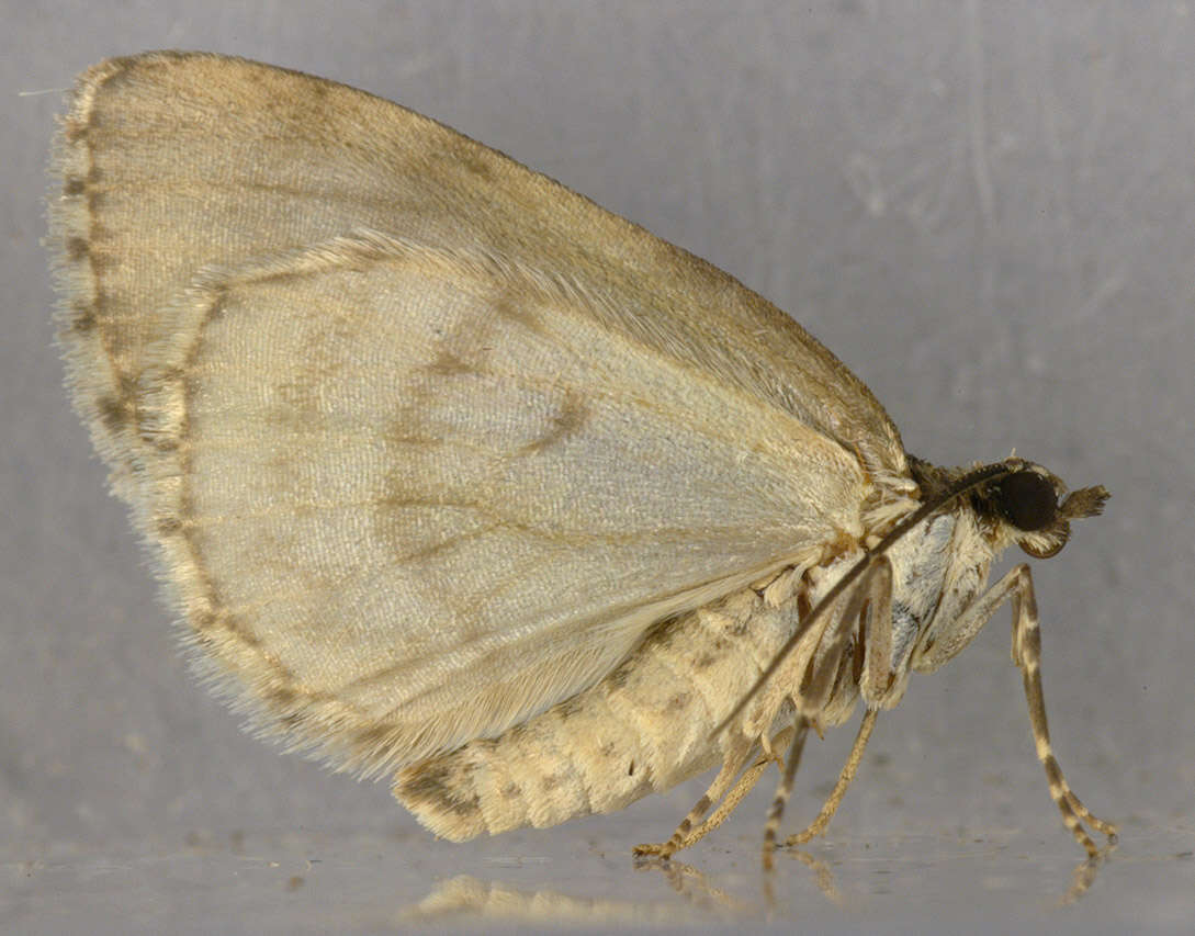 Слика од Hydriomena impluviata Denis & Schiffermüller 1775