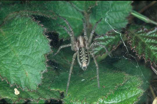 Image of Agelena labyrinthica (Clerck 1757)