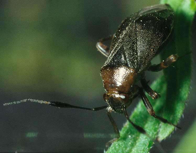 Image of Capsus ater (Linnaeus 1758)