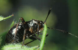 Image of Capsus ater (Linnaeus 1758)