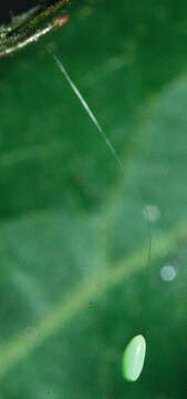 Image of Green lacewing