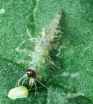 Image of Green lacewing