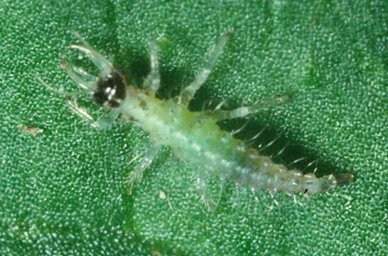 Image of Green lacewing