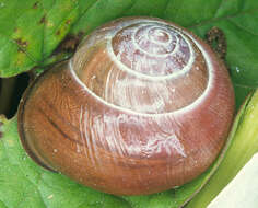 Image of Brown Lipped Snail