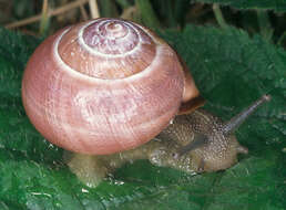 Image of Brown Lipped Snail