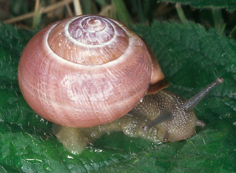 Image of Brown Lipped Snail