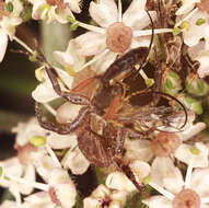 Image of Xysticus audax (Schrank 1803)