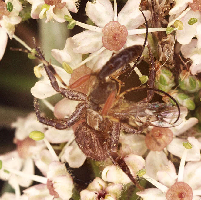 Image of Xysticus audax (Schrank 1803)