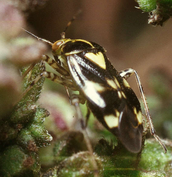 Image of Liocoris