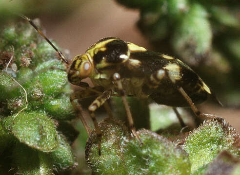 Image of Liocoris