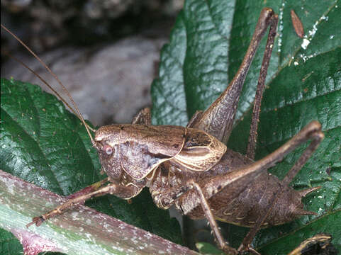 Image of dark bush-cricket