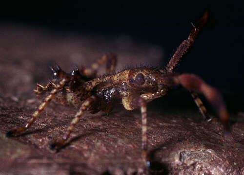 Enoplops scapha (Fabricius 1794) resmi