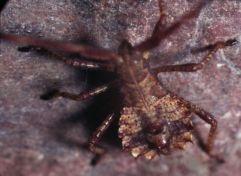 Enoplops scapha (Fabricius 1794) resmi