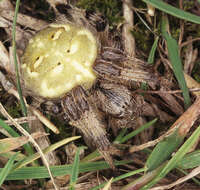 Image of Araneus quadratus Clerck 1757