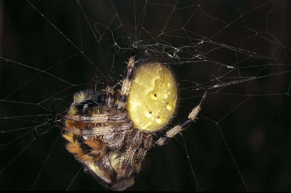 Image of Araneus quadratus Clerck 1757