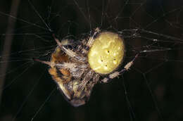 Image of Araneus quadratus Clerck 1757