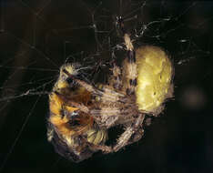 Image of Araneus quadratus Clerck 1757