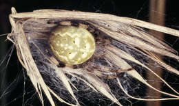 Image of Araneus quadratus Clerck 1757