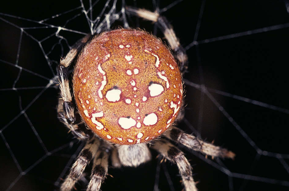 Image of Araneus quadratus Clerck 1757