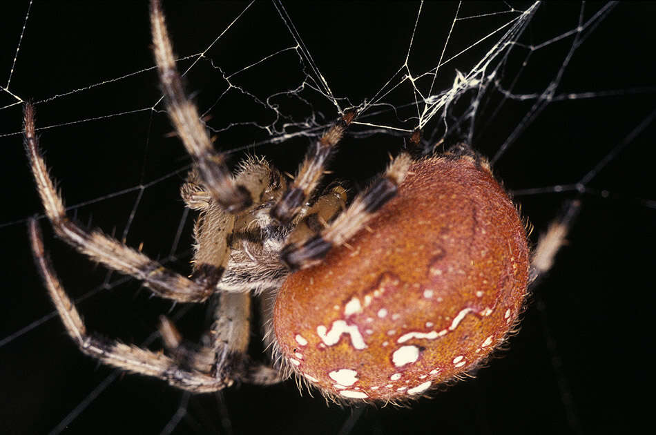 Image of Araneus quadratus Clerck 1757