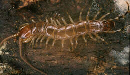 Image of Lithobius variegatus Leach 1814