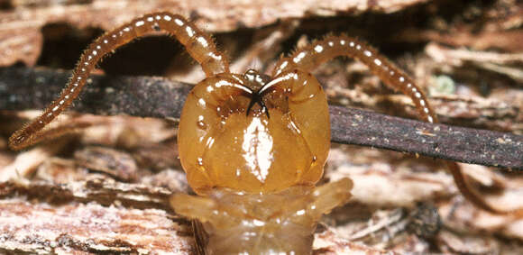 Image of Lithobius variegatus Leach 1814