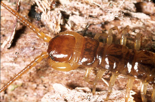 Image of Lithobius variegatus Leach 1814