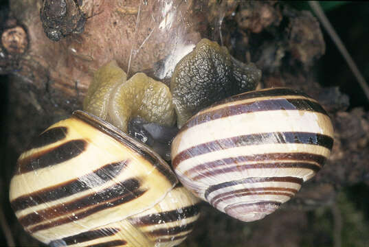 Image of Brown Lipped Snail